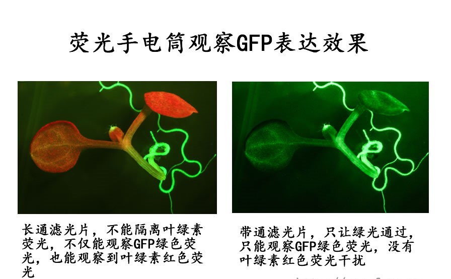 488nm熒光手電筒觀察GFP熒光