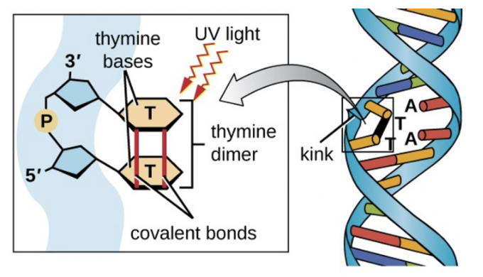 紫外線UV導致單條DNA鏈內相鄰的胸腺嘧啶殘基發(fā)生交聯