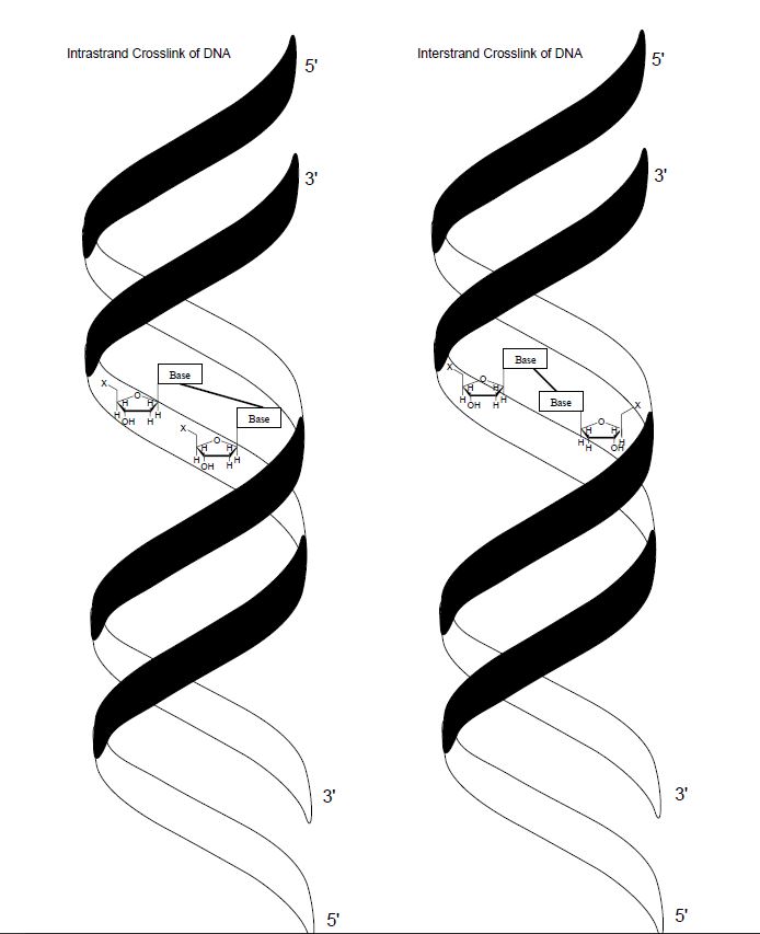 鏈內和鏈間DNA交聯示意圖