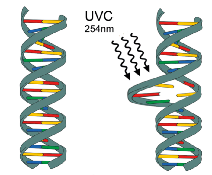 在短波紫外線UVC的照射下DNA結構被破壞