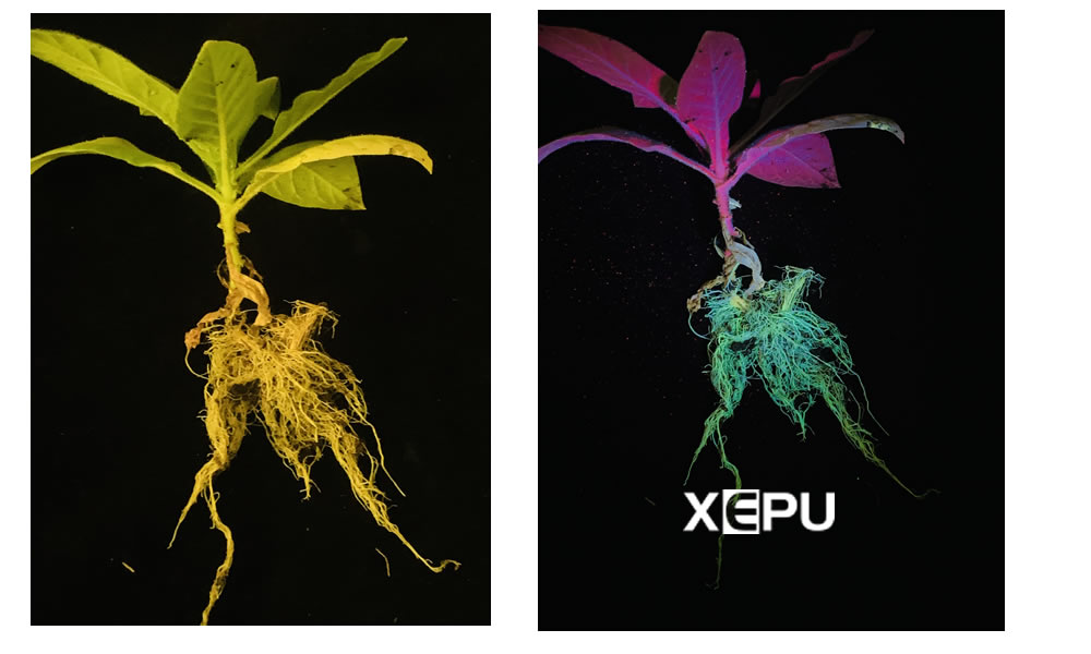 綠色熒光蛋白在植物根系上發(fā)出熒光