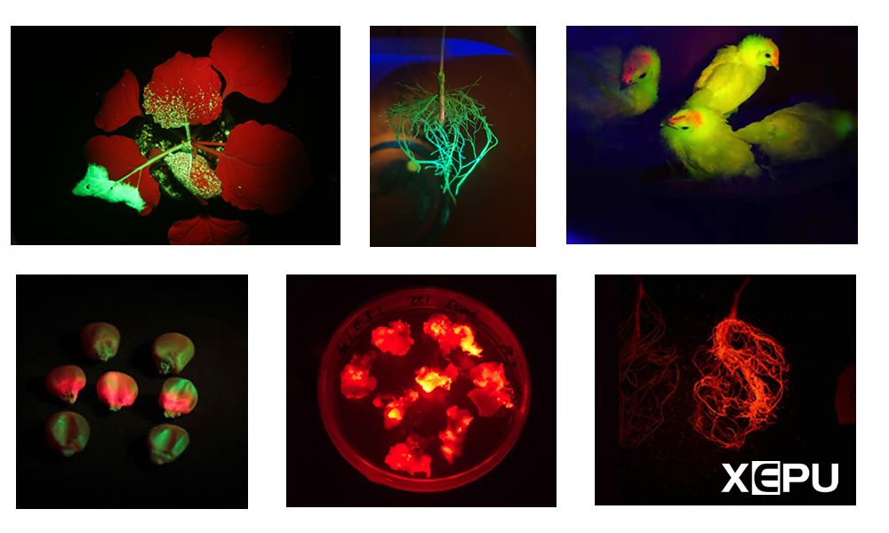 綠色熒光蛋白GFP作為植物中的重要報告基因