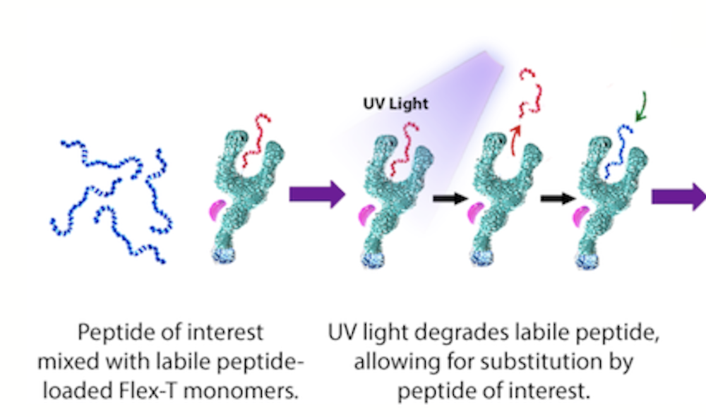紫外燈用于Flex-T?單體和紫外線誘導(dǎo)的肽交換