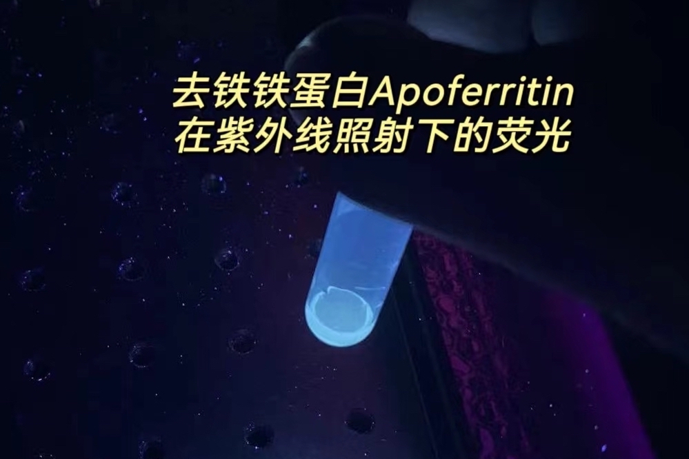 去鐵鐵蛋白Apoferritin在三波長(zhǎng)紫外燈照射下的熒光