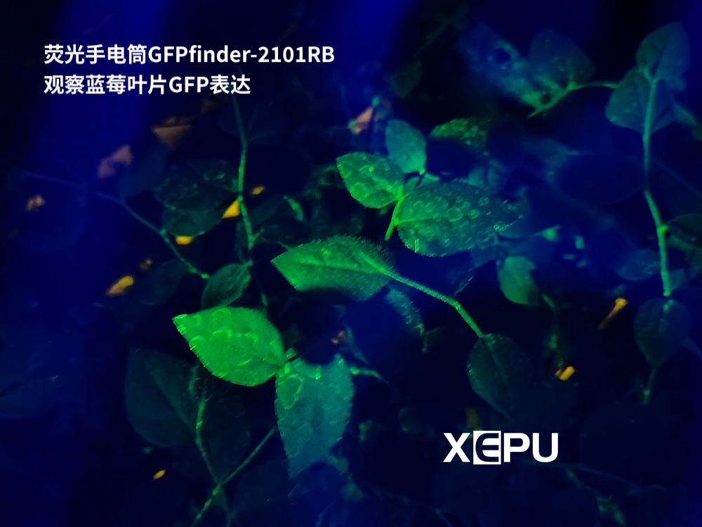 熒光手電筒GFPfinder-2101RB檢測藍(lán)莓葉片GFP