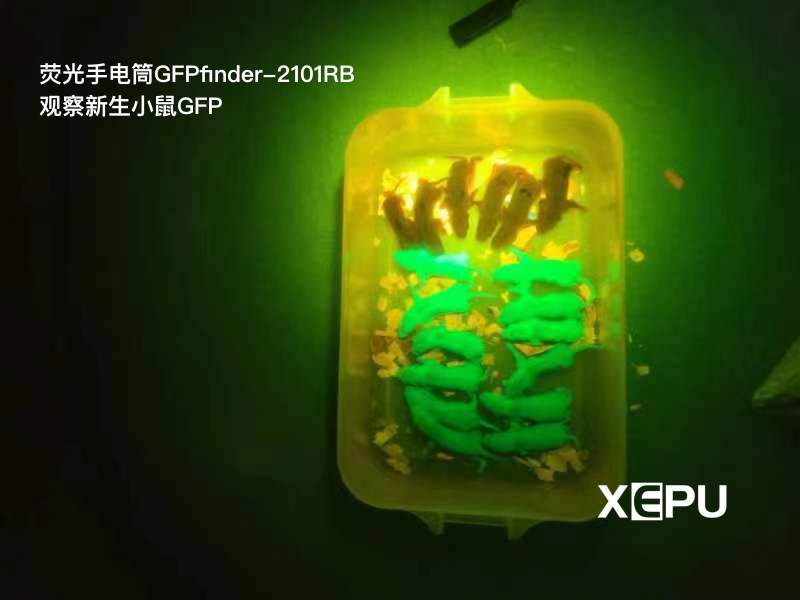 熒光手電筒觀察綠色熒光蛋白GFP轉(zhuǎn)基因小鼠